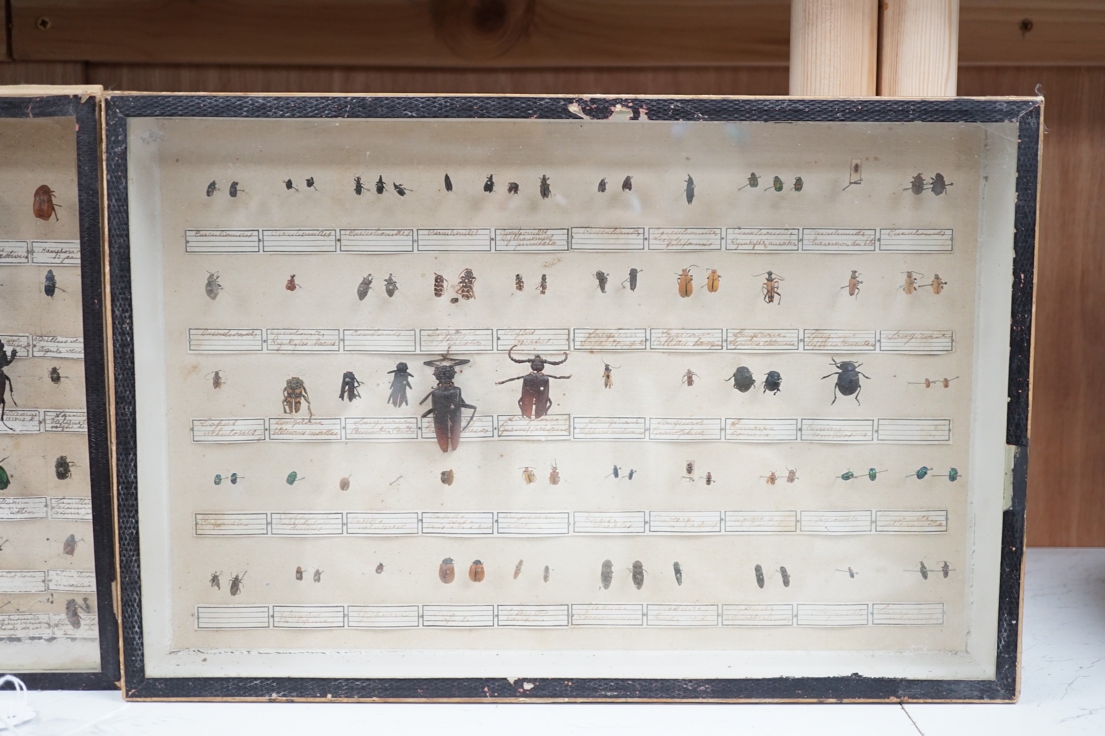 Two cased and labelled beetle taxidermy specimen cabinets, 39cms wide